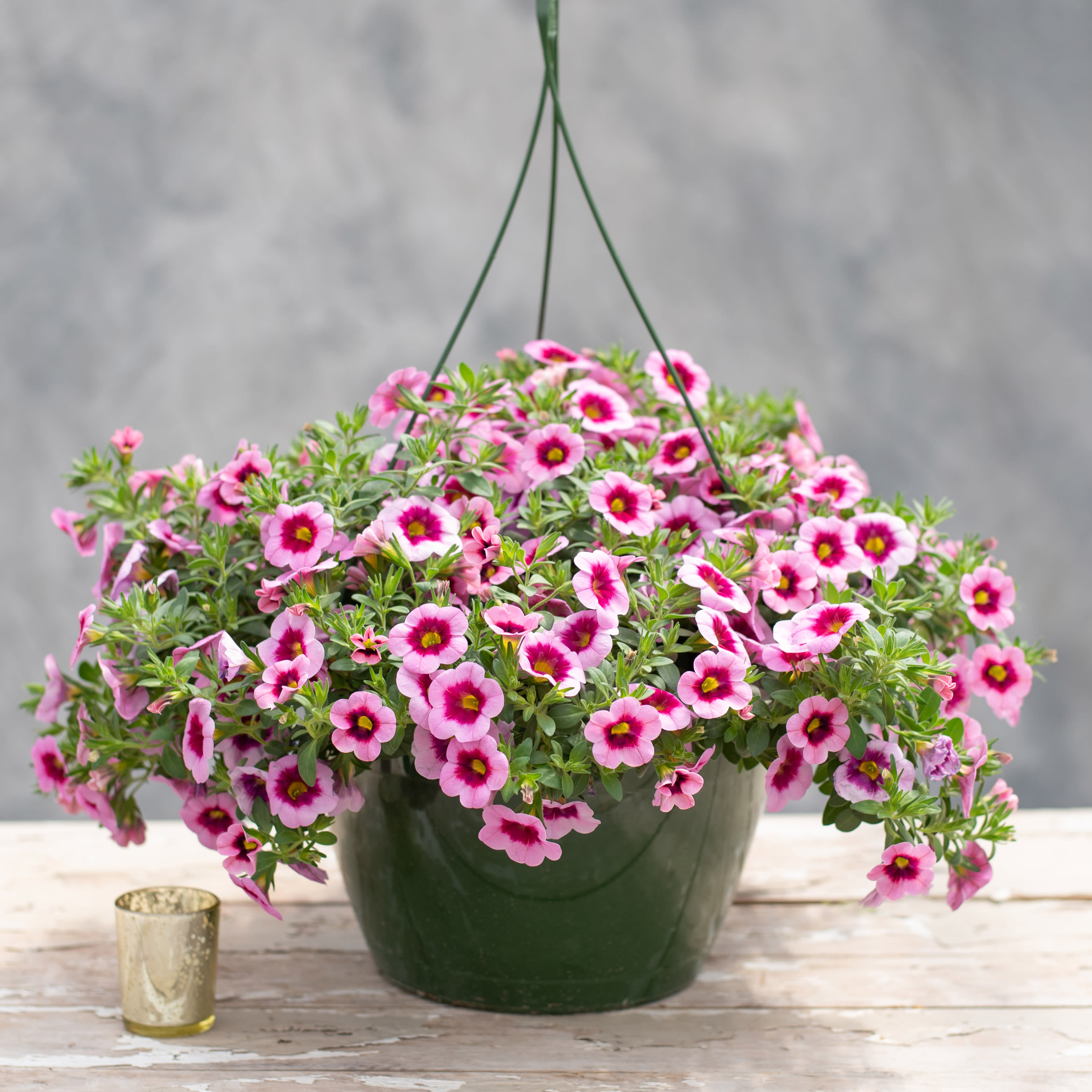 Calibrachoa In Hanging Baskets