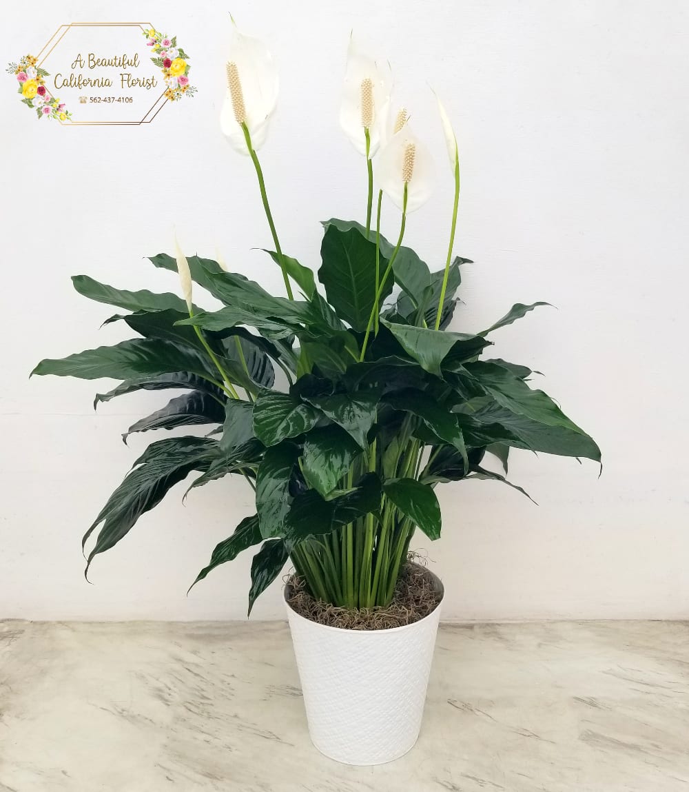 Peace Lily in Decorative Container Plants from ABC Florist Long Beach