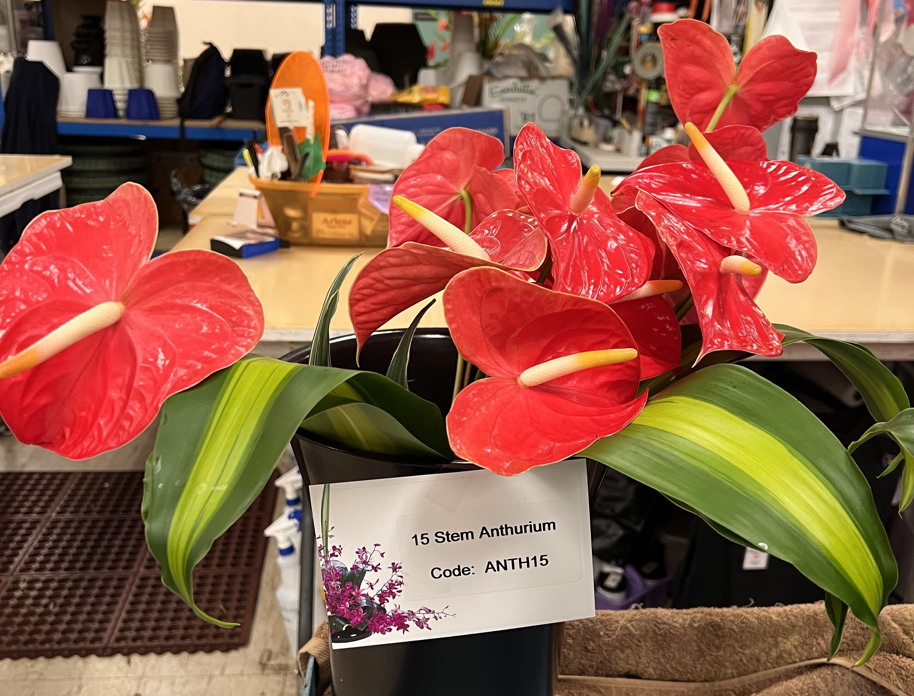 Watanabe Floral 15 Stem Anthurium Bouquet (Unassembled and shipped directly from farm) in