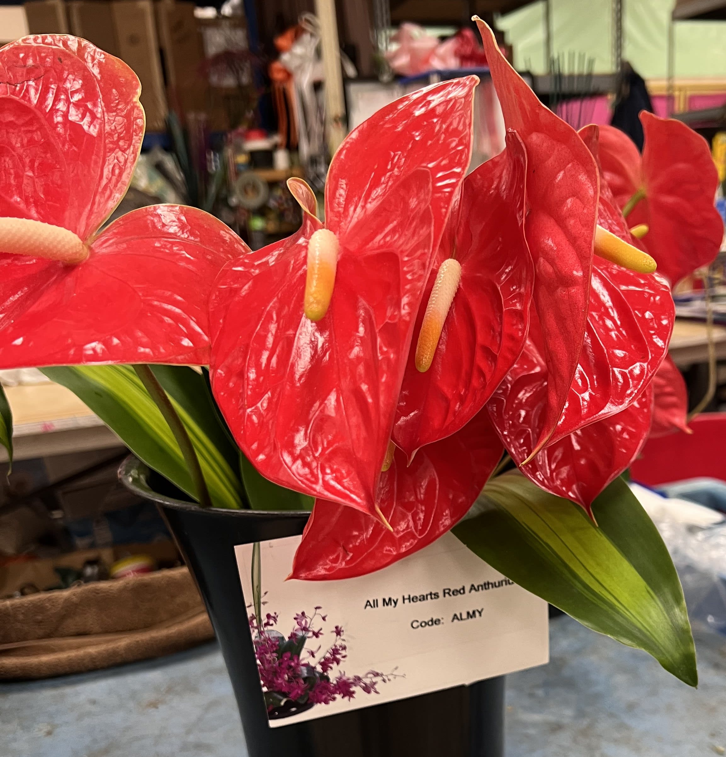 Watanabe Floral's All My Hearts Anthurium Bouquet (Unassembled, shipped directly from farm) in