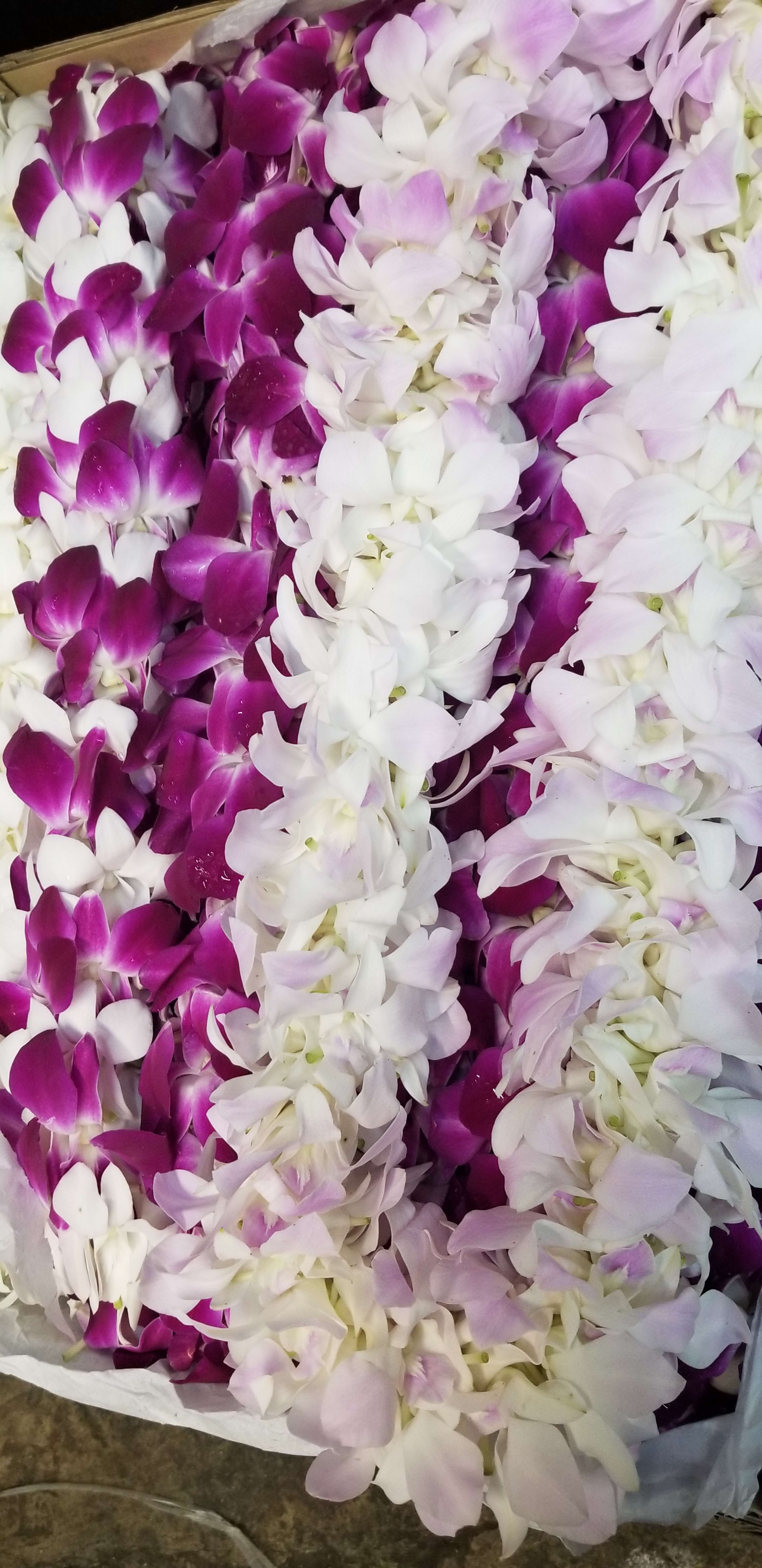 Graduation Leis Costco