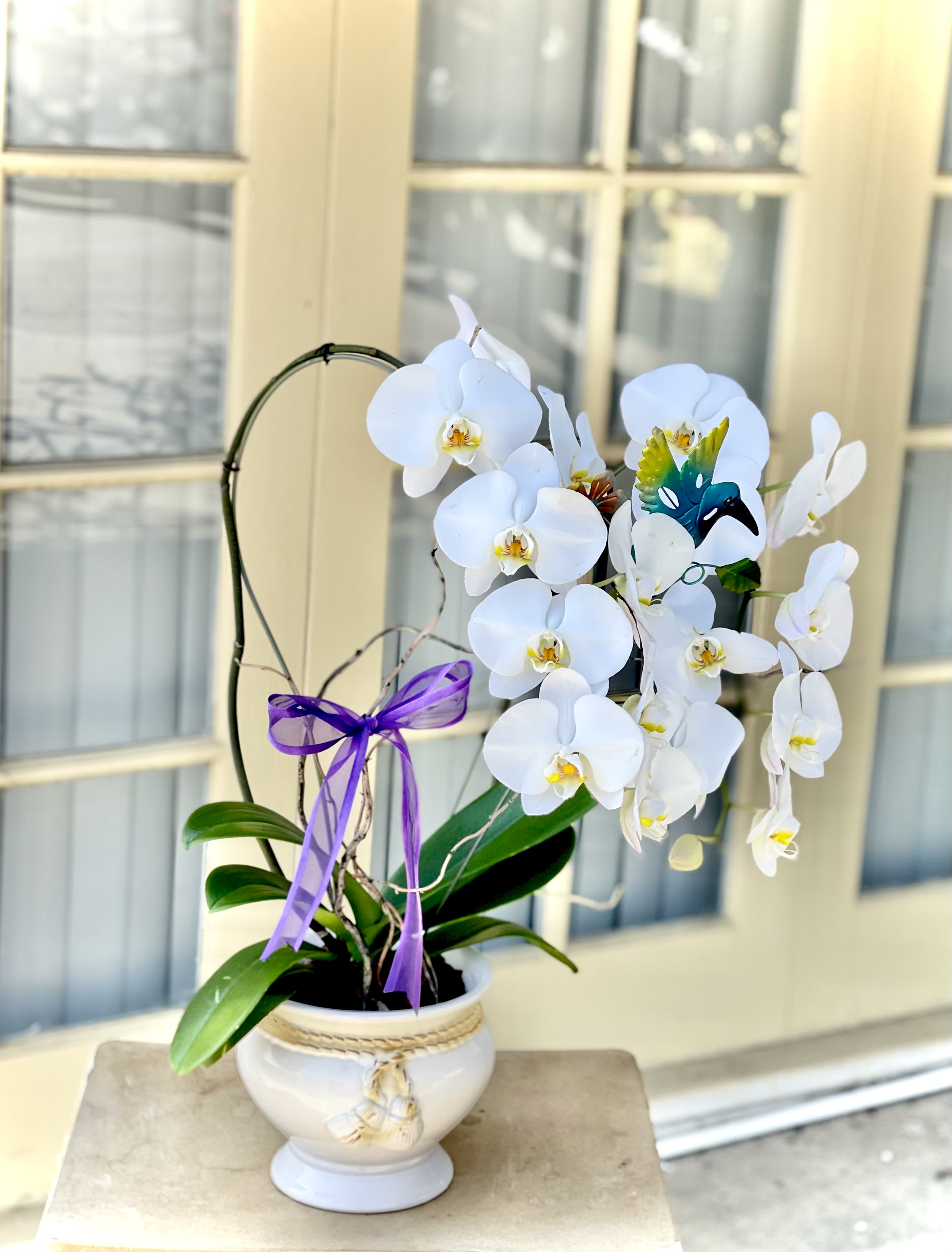 DOUBLE LUXURY WATERFALL ORCHID PLANT in Placentia, CA Orchids Little