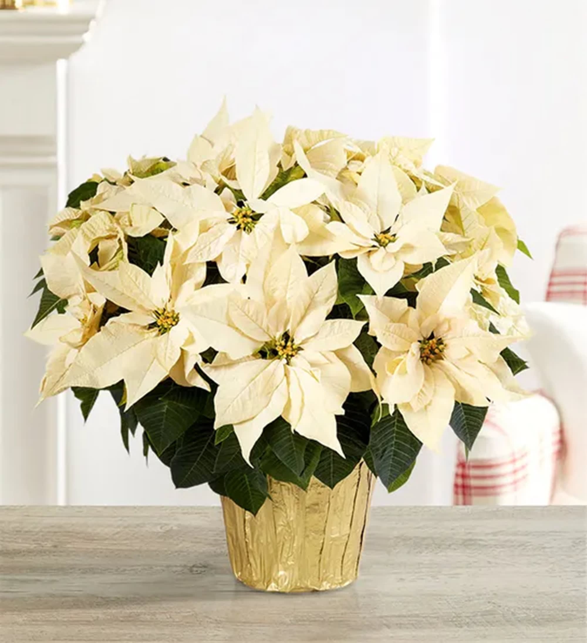 Poinsettia white discount