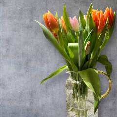 standard - Image 2