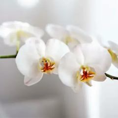 premium - Image 1