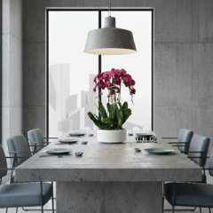 standard - Image 2