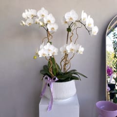 standard - Image 1