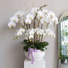 premium - Image 1