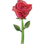 Single pink rose with a long green stem and leaves