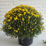 Potted plant with dense clusters of small yellow flowers