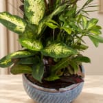 Mixed potted houseplant in a blue ceramic bowl