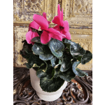 Potted plant with bright pink cyclamen flowers