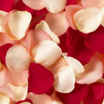 Close-up of red, blush, and white rose petals