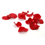 Scattered red rose petals on a white background