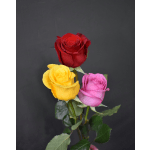 Three roses in red, yellow, and pink against a dark background