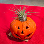 Air plant in a small orange jack-o'-lantern planter