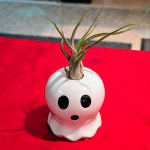Air plant in a white ghost-shaped ceramic pot