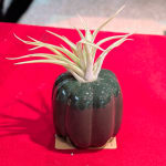 Air plant in a dark ceramic pumpkin-shaped pot on a red surface