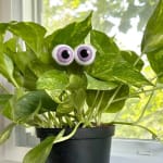 Potted pothos plant with two googly eyes in a black nursery pot