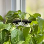 Potted green houseplant with decorative googly eyes