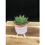 Green succulent in a pink patterned pot on a wooden stand