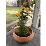 Yellow miniature rose plant in a moss ball set inside a low terracotta bowl.
