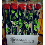 Forever Long-Stemmed  Red Rose