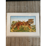 Framed tiger illustration on white paper
