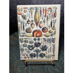 Botanical illustration of assorted root vegetables and cabbages
