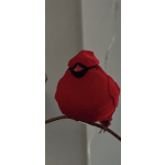 Cardinal 