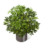 Potted green houseplant in a dark cylindrical container
