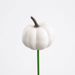 Single white pumpkin on a green stem against a plain background