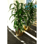Two leafy potted plants in gold containers beside a mirror