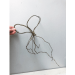 A hand holds a tied bundle of bare plant roots against a plain wall.