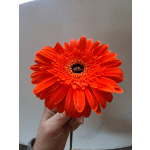 Single orange gerbera daisy held in hand