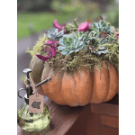 Succulents and moss arranged in a pumpkin planter with a small glass mister