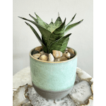 Dwarf Snake Plant in Ceramic Pot