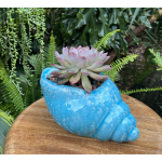 Big Seashell