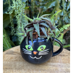 Black Cat