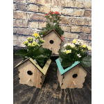 Kalanchoe Birdhouse