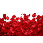 Fresh Rose Petals