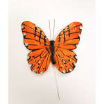 Monarch Butterfly
