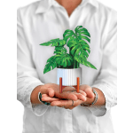 Mini Monstera Plant greeting card
