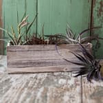 Medium Air Plant