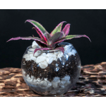 Succulent Bubble Bowl