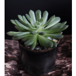 Succulent Black Vase Gold 'n' Silver Trim