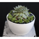 Succulent : White Bowl Vase