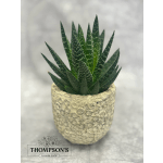 Haworthia Succulent