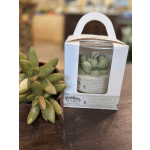 Lumos 6oz Succulent Candle