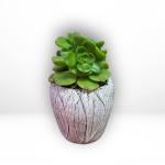 Succulent in Cermic Pot